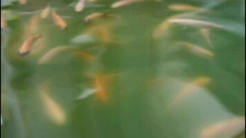 muchos lujoso carpa o nila pescado nadando en estanque video