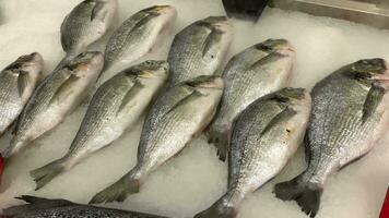 Fresh sea fish in ice on the counter of the store store or at market video