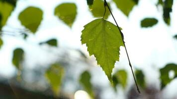 das Sonne durch das Blätter von ein Baum. Natur Hintergrund. video