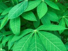 Geen cassava leaves in the garden, fresh natural vegetables leaves, A Close up photo