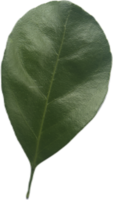 close up of a leaf png