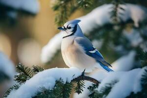 azul arrendajo pájaro encaramado en un Nevado pino árbol rama, ai generativo foto
