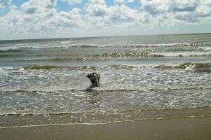 White short coated british Labrador Retriever on the beach of Blavand Denmark photo