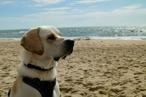 White short coated british Labrador Retriever on the beach of Blavand Denmark photo