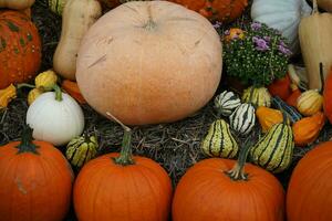 orange Hokkaido pumkin cucurbita maxima for a pumpkinsoup photo