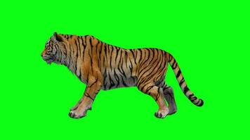 Male Lion  Best Green Screen ( Download Link ) on Make a GIF