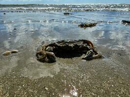 north sea crabs on the beach in Blavand Denmark photo