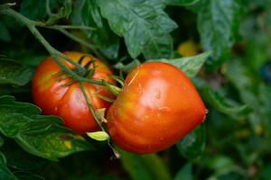 rojo redondo Tomates solanácea lycopersicum para un ensalada o un sopa foto