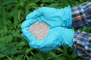 Close up farmer hands wear blue gloves, holds chemical fertilizer in vegetable garden. Concept, take care and nourish with proper formula fertilizer for plants or agriculture  crops. photo