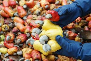 Closeup gardener hands holds yellow cashew apple fruits, Concept, agriculture crops. Check, inspect quality before being crop goods , production. Economic and export crops in Thailand. Seasonal fruits photo