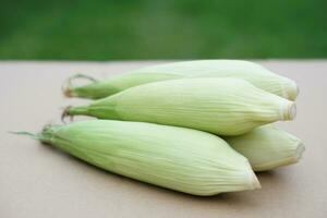 Fresh organic corns. Thai local breed. Favorite for The northern farmers grow for boil or steam or cook for Thai traditional dessert. Concept, agriculture crops products, local food  Community plants photo