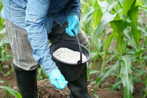 Close up farmer holds bucket of chemical fertilisers to fertilize maize plants in garden. Concept,  take care and treatment after growing agricultural crops for the best production. photo
