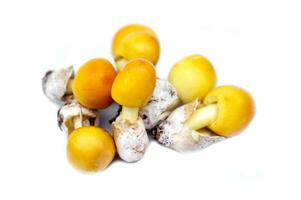 Amanita caesarea mushrooms, isolated on white background.  Concept, seasonal edible wild mushrooms. Natural grow in forest in the north and northeast region of Thailand. photo