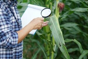 Close up agricultural researcher holds magnifying glass and paper clipboard to explore or inspect growth and diseases of plants at maize garden. Concept. Agriculture occupation, survey and research photo