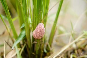 Pink eggs of Mulberry snails or Golden apple snails that laid eggs  attach on rice plants. Concept, pests of plants, natural grow and breed quickly in paddy field, destroy rice plants photo