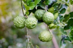 Bergamot or kaffir lime fruits on branch in garden. Concept, herbal fruits with sour taste, can be cooked as food seasoning and use for spa , aromatherapy. Hair treatment photo