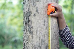 Close up hands hold measuring tape to measure trunk of tree to analysis and research about growth of tree. Concept, forest valuation. Conservation of environment. photo