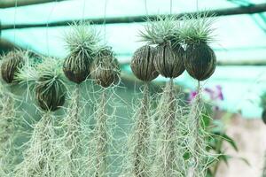 Hanging Spanish moss or Tillandsia plants is plant with no roots hanging down, absorbs water and moisturized from the air. Thai likes to grow and decorate house as ornamental and lucky plant. photo
