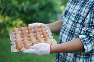 Closeup farmer hold tray of chicken eggs from farm. Concept , Organic agricultural farming, Farmers produce healthy eco food. Best food during bad economy. photo
