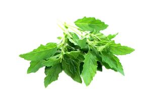 Fresh green holy basil, herbal vegetables isolated on white background.  Concept, food ingredent for seasoning with spicy taste of food. Medicinal property. Medicine from nature vegetables. photo