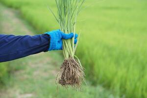 Close up farmer hand holds rice plants with roots to inspect growth and plant diseases. Concept, taking care of agriculture crops. Analysis and inspect  progress of growing. photo