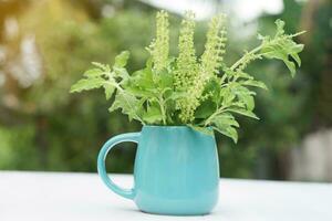 Fresh holy basil, Ocimum sanctum plants on vase cup. Concept,Thai herbal vegetables for seasoning with spicy taste of food. Medicinal property. Medicine from nature. photo