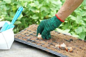 cerca arriba jardinero mano es siembra chalote bombillas en planta de semillero bandeja en jardín. concepto, agrícola actividad. jardinería proceso en agricultura obras. foto