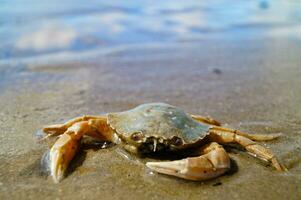 north sea crabs on the beach in Blavand Denmark photo