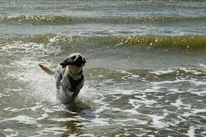 White short coated british Labrador Retriever on the beach of Blavand Denmark photo