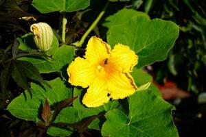 orange Hokkaido pumkin cucurbita maxima for a pumpkinsoup photo