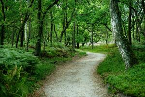 During the heather blossom in August on a mountain bike through the Fischbeker Heide nature reserve near Hamburg photo