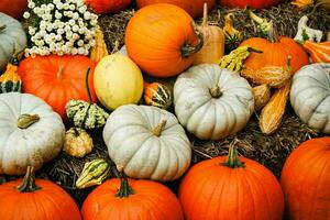 orange Hokkaido pumkin cucurbita maxima for a pumpkinsoup photo