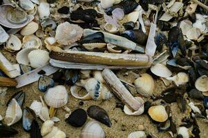 Impressions of the endless beach at the northern sea in Blavand Denmark photo