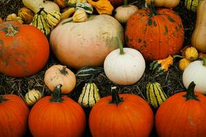 orange Hokkaido pumkin cucurbita maxima for a pumpkinsoup photo