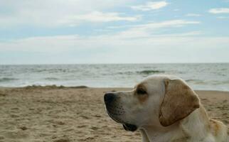 blanco corto saburral británico Labrador perdiguero en el playa de blavand Dinamarca foto