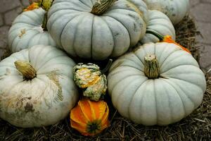 naranja Hokkaido calabaza cucurbita maxima para un sopa de calabaza foto