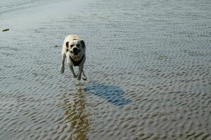 White short coated british Labrador Retriever on the beach of Blavand Denmark photo