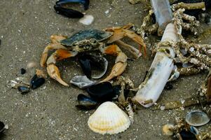 north sea crabs on the beach in Blavand Denmark photo