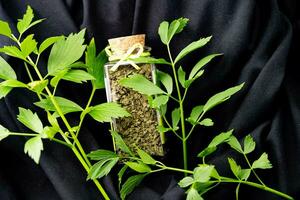 Leaves of the lovage plant Levisticum officinale fresh and dried photo