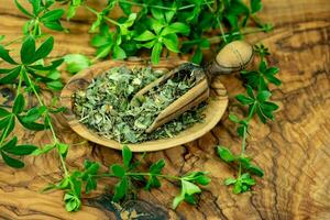 Leaves of the woodruff plant Galium odoratum fresh and dried photo