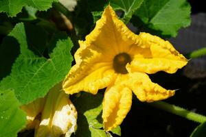 orange Hokkaido pumkin cucurbita maxima for a pumpkinsoup photo