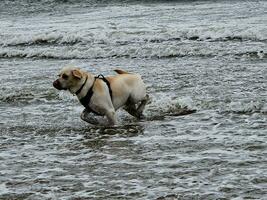 blanco corto saburral británico Labrador perdiguero en el playa de blavand Dinamarca foto