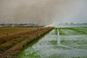 pradera campo fuego quemar arroz Paja después cosecha agrícola productos foto