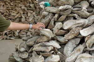 mariscos fósiles antiguo ostra pared hecho desde conchas grande cantidad foto