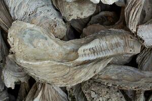 mariscos fósiles antiguo ostra pared hecho desde conchas grande cantidad foto
