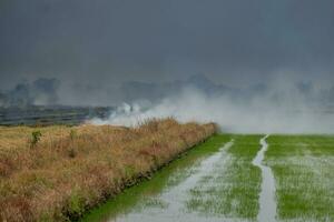 Grassland field fire Burn rice straw after harvesting agricultural products. photo