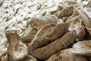 shellfish fossils Ancient Oyster Wall made from shells large amount photo