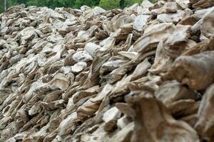 mariscos fósiles antiguo ostra pared hecho desde conchas grande cantidad foto