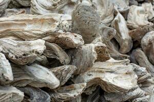 mariscos fósiles antiguo ostra pared hecho desde conchas grande cantidad foto