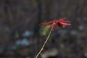 rojo libélula descansando en un ramita foto
